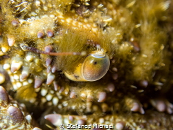 Warty/Yellow Crab - Eriphia verrucosa by Stefanos Michael 